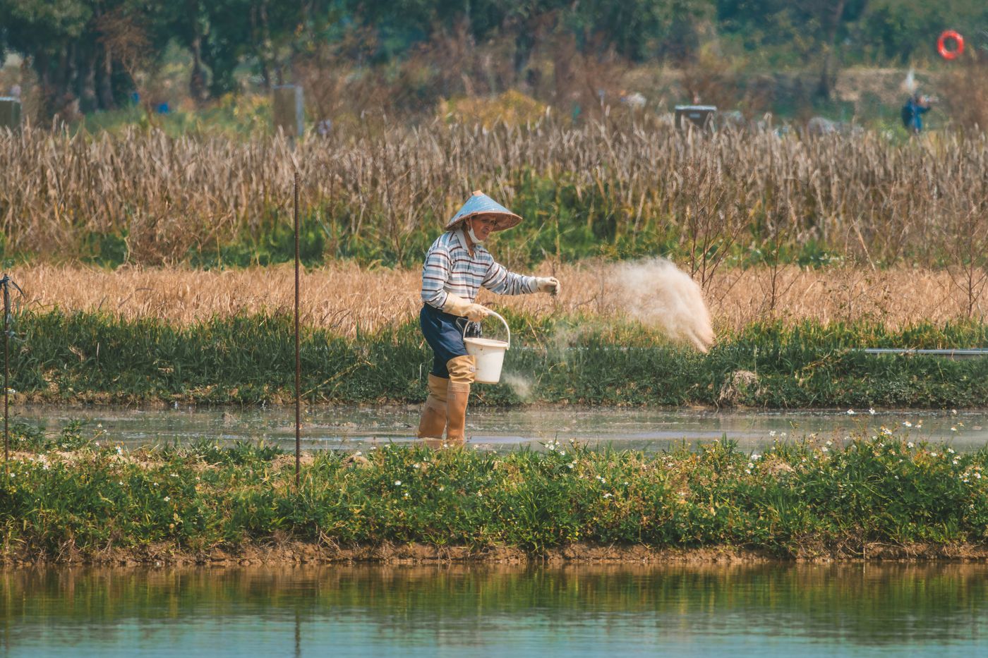 Farmer spreading fertilizer in a field