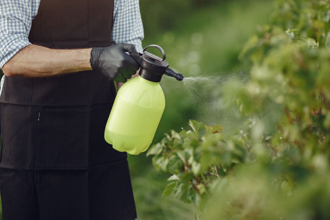 Gardener spraying plant foliage