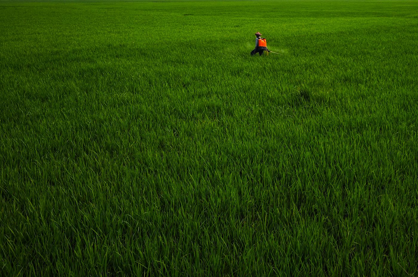 Farmer applying herbicide in a green field