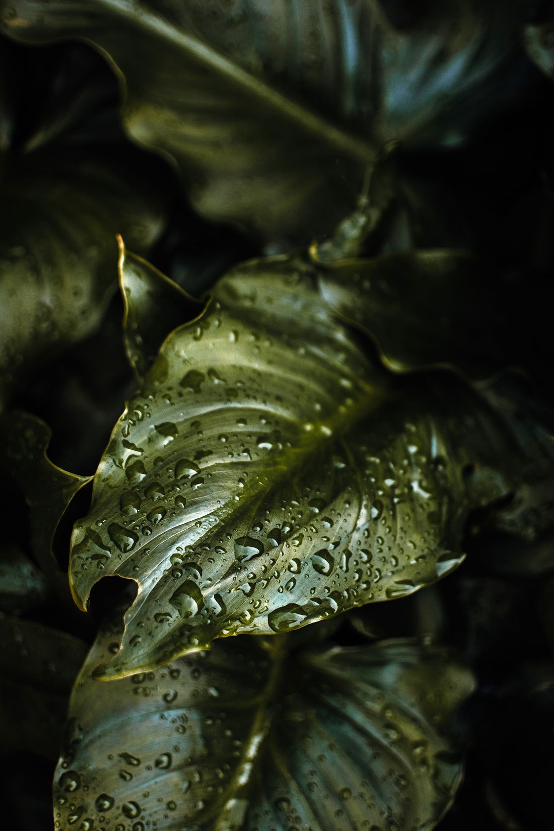 Water droplets on green foliage in close-up