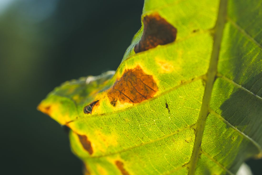 Close-up of a leaf marked with brown spots